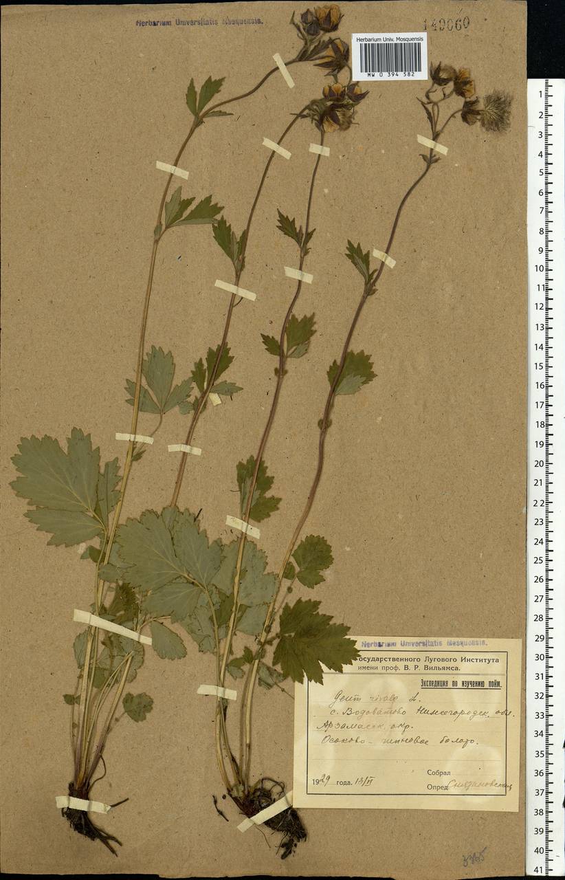 Geum rivale L., Eastern Europe, Volga-Kama region (E7) (Russia)