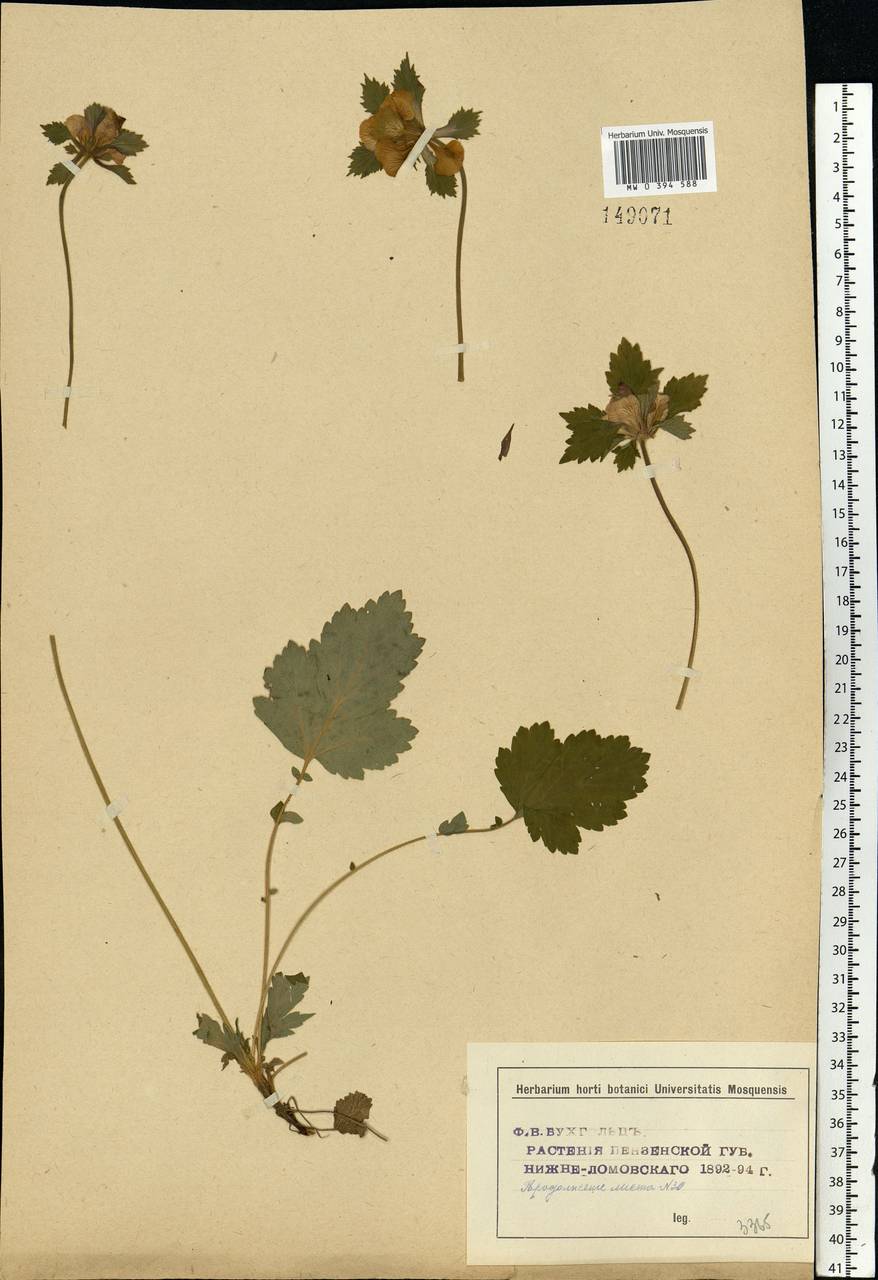 Geum rivale L., Eastern Europe, Middle Volga region (E8) (Russia)
