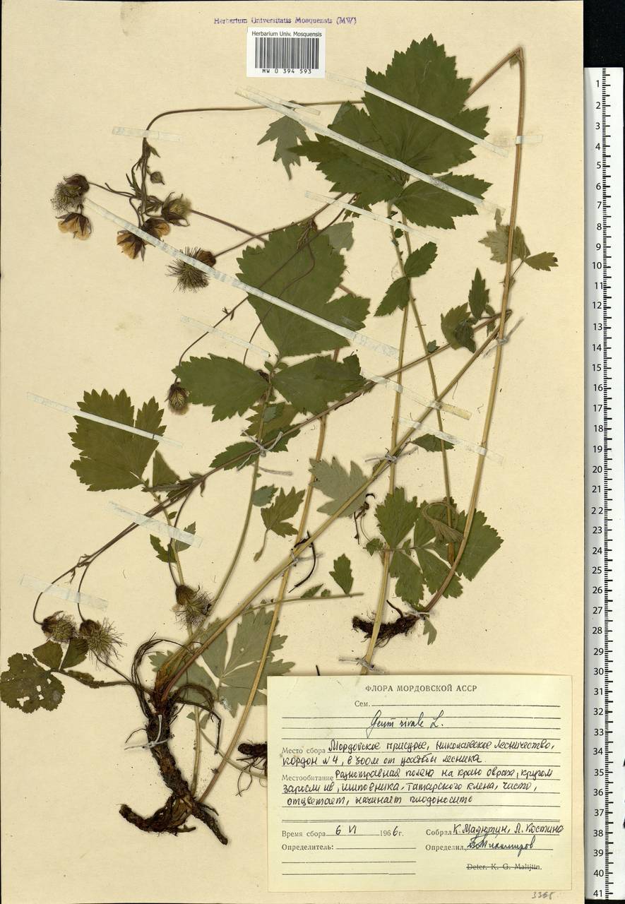 Geum rivale L., Eastern Europe, Middle Volga region (E8) (Russia)