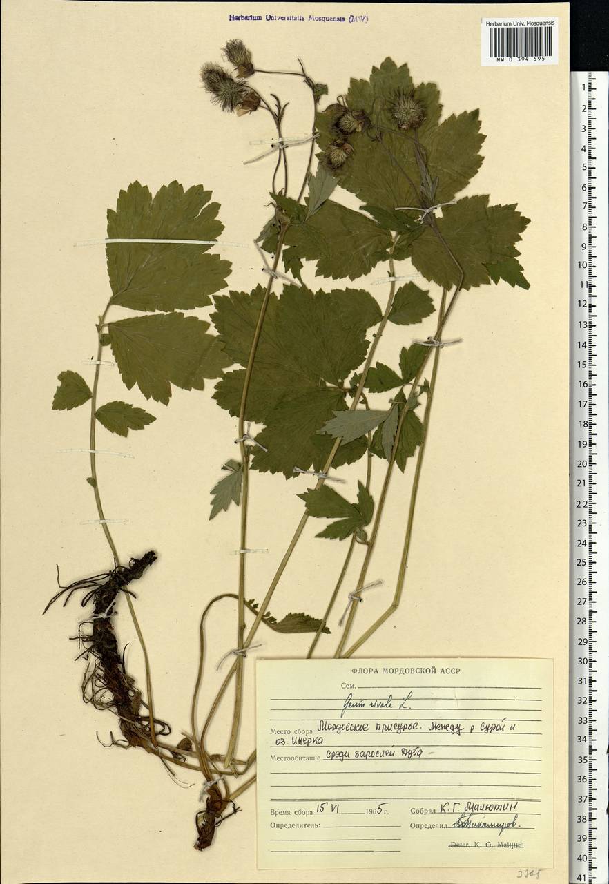 Geum rivale L., Eastern Europe, Middle Volga region (E8) (Russia)
