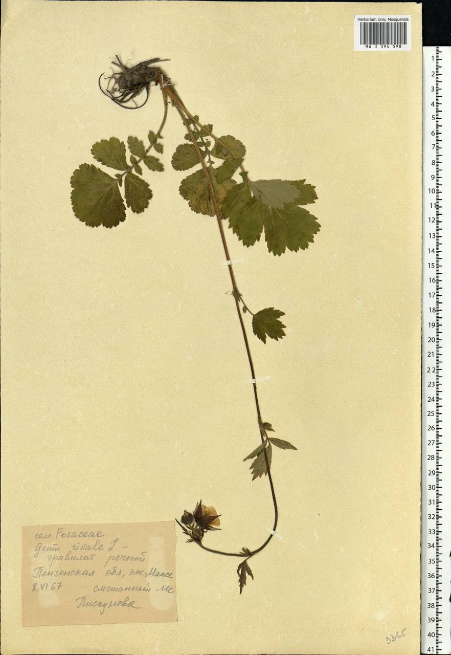 Geum rivale L., Eastern Europe, Middle Volga region (E8) (Russia)
