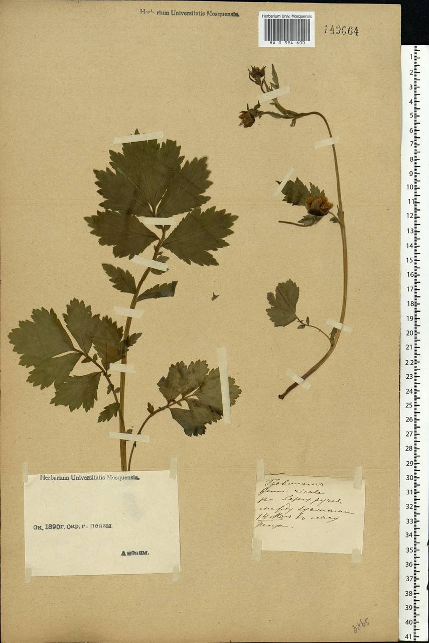 Geum rivale L., Eastern Europe, Middle Volga region (E8) (Russia)