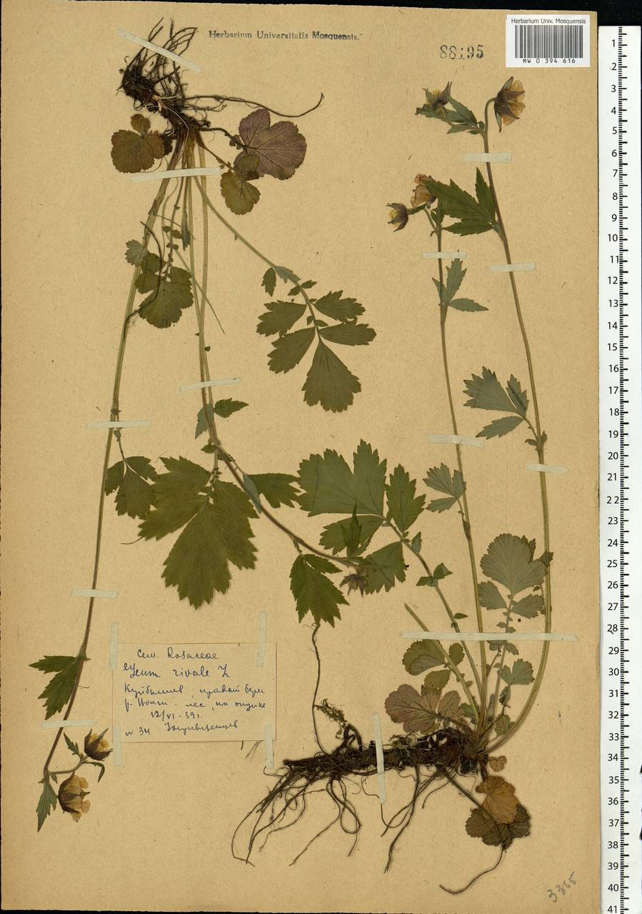 Geum rivale L., Eastern Europe, Middle Volga region (E8) (Russia)