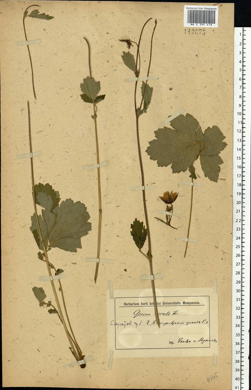 Geum rivale L., Eastern Europe, Middle Volga region (E8) (Russia)