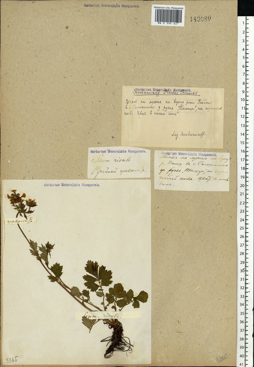 Geum rivale L., Eastern Europe, Eastern region (E10) (Russia)