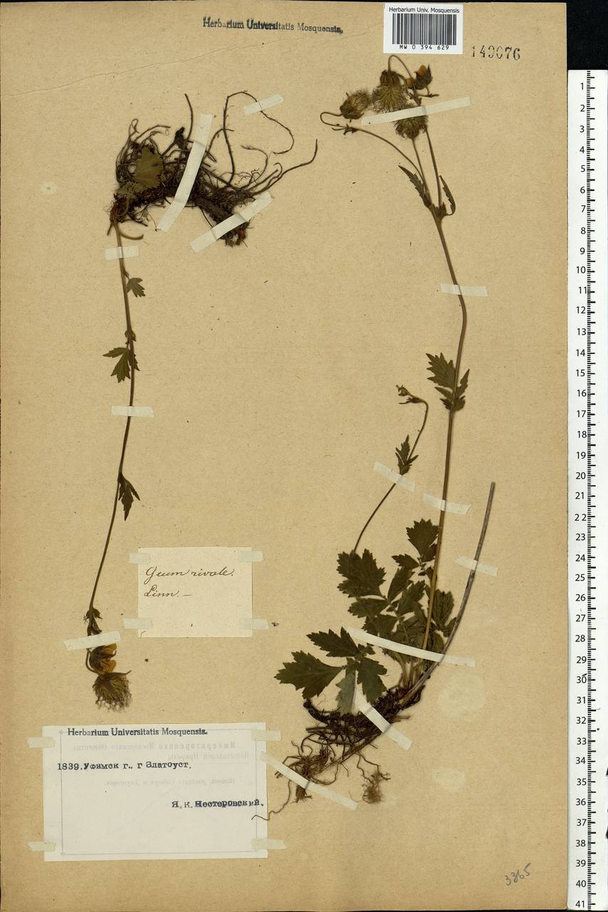 Geum rivale L., Eastern Europe, Eastern region (E10) (Russia)