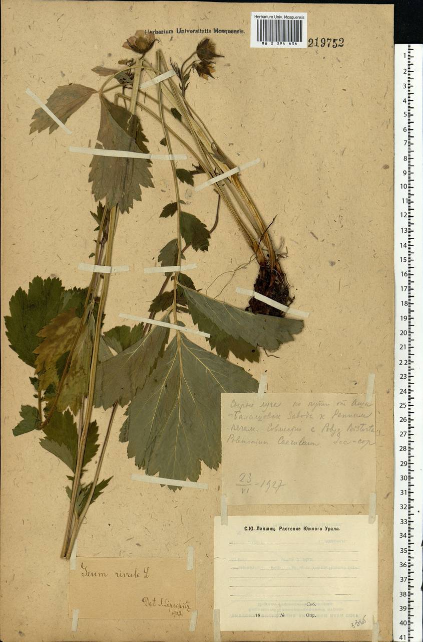 Geum rivale L., Eastern Europe, Eastern region (E10) (Russia)