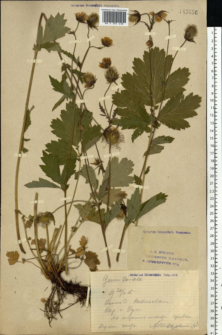 Geum rivale L., Eastern Europe, Eastern region (E10) (Russia)