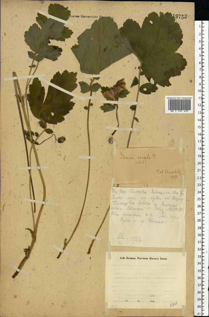Geum rivale L., Eastern Europe, Eastern region (E10) (Russia)