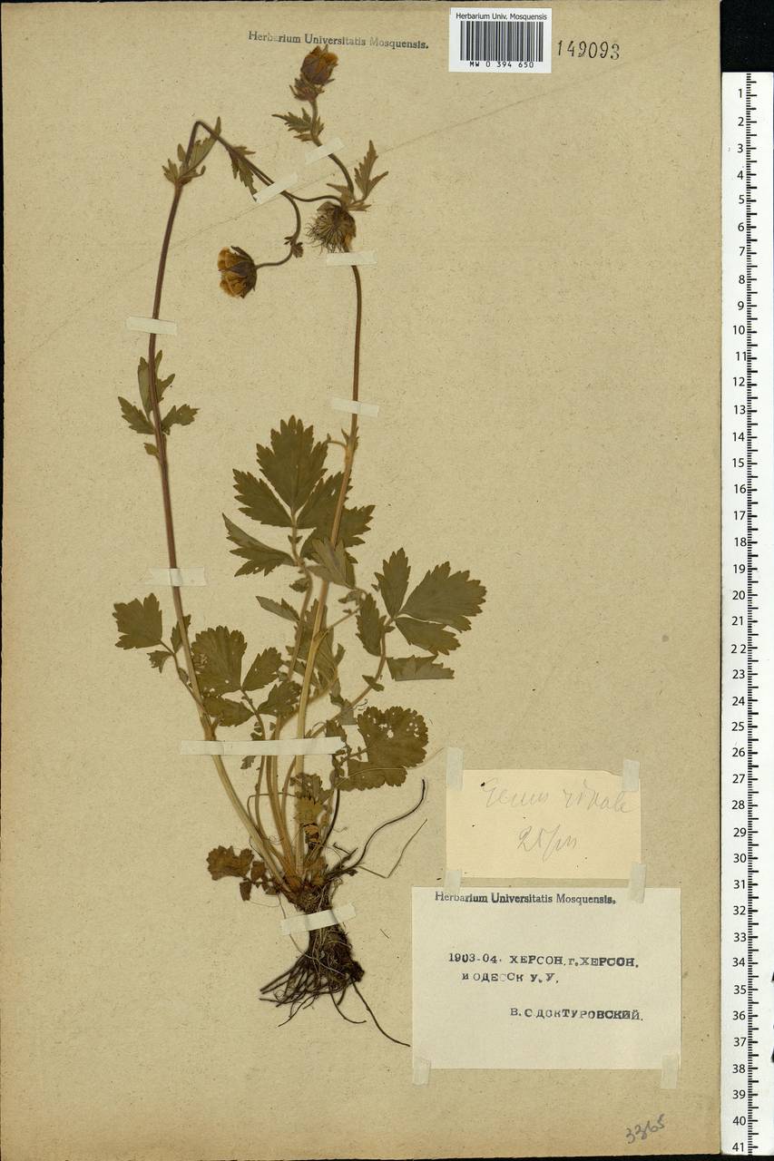 Geum rivale L., Eastern Europe, South Ukrainian region (E12) (Ukraine)