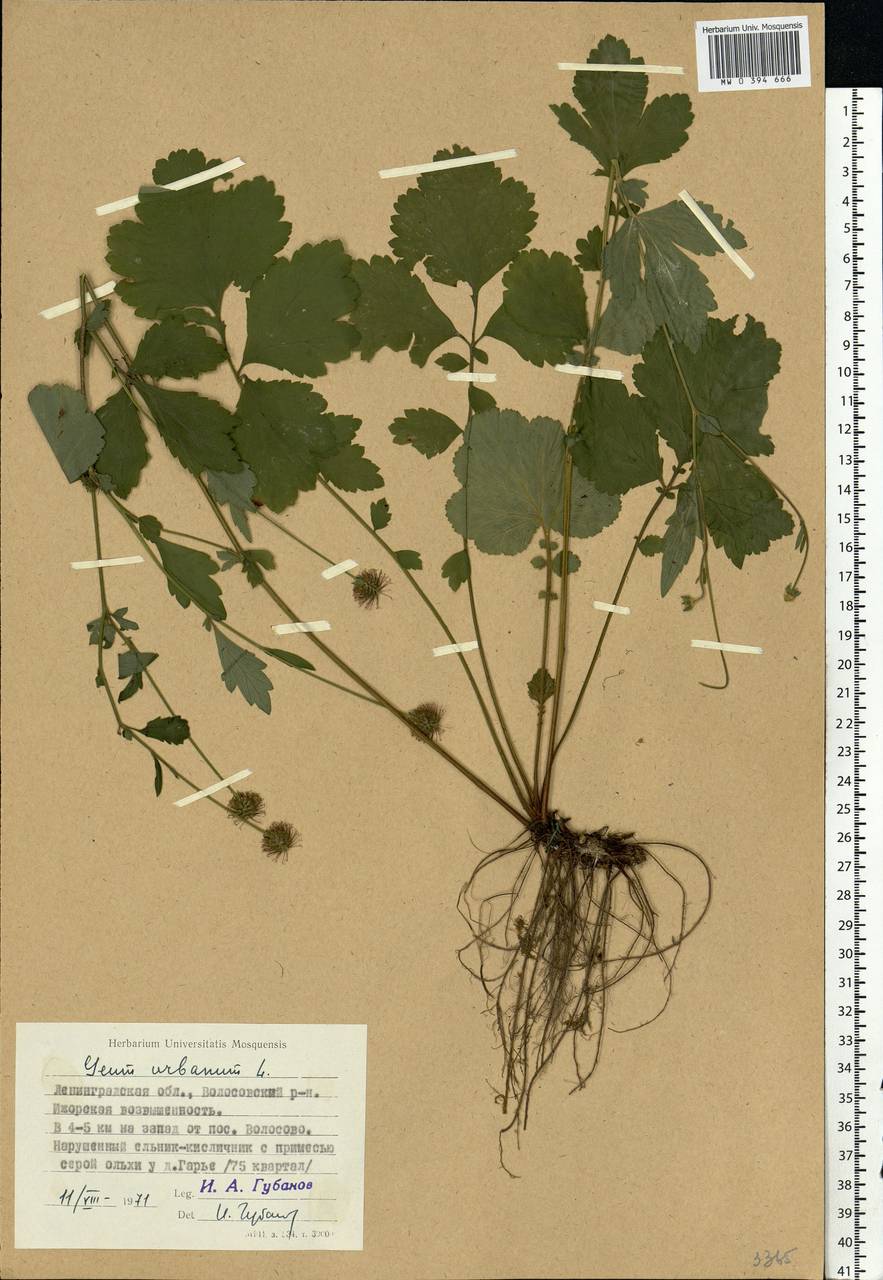 Geum urbanum L., Eastern Europe, North-Western region (E2) (Russia)