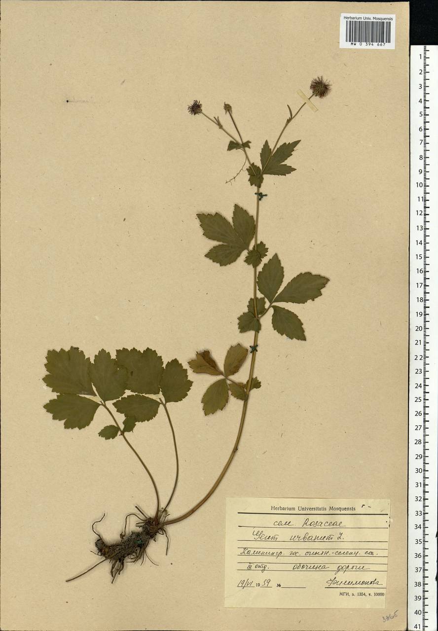 Geum urbanum L., Eastern Europe, North-Western region (E2) (Russia)
