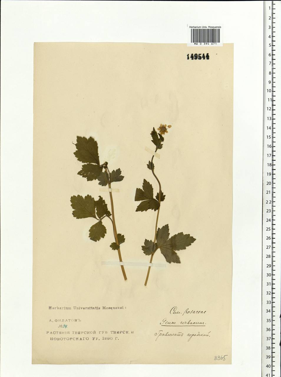 Geum urbanum L., Eastern Europe, North-Western region (E2) (Russia)