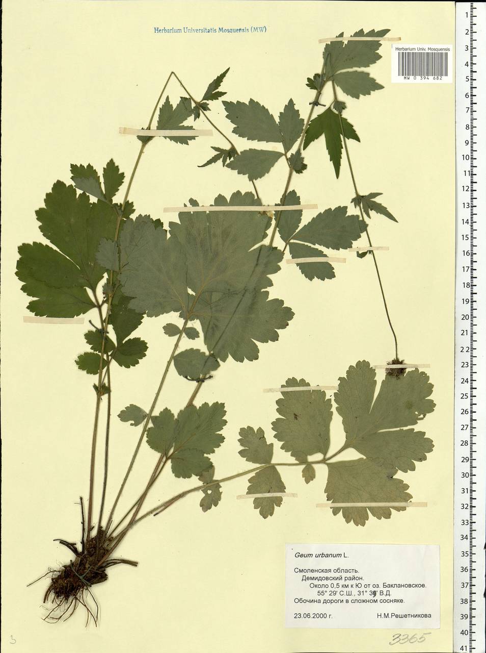 Geum urbanum L., Eastern Europe, Western region (E3) (Russia)