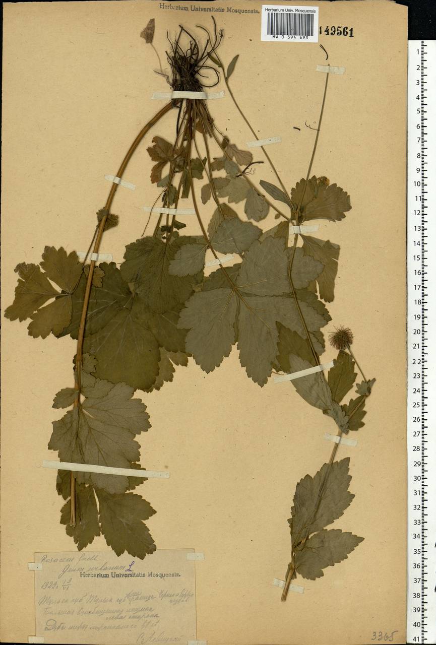 Geum urbanum L., Eastern Europe, Central region (E4) (Russia)