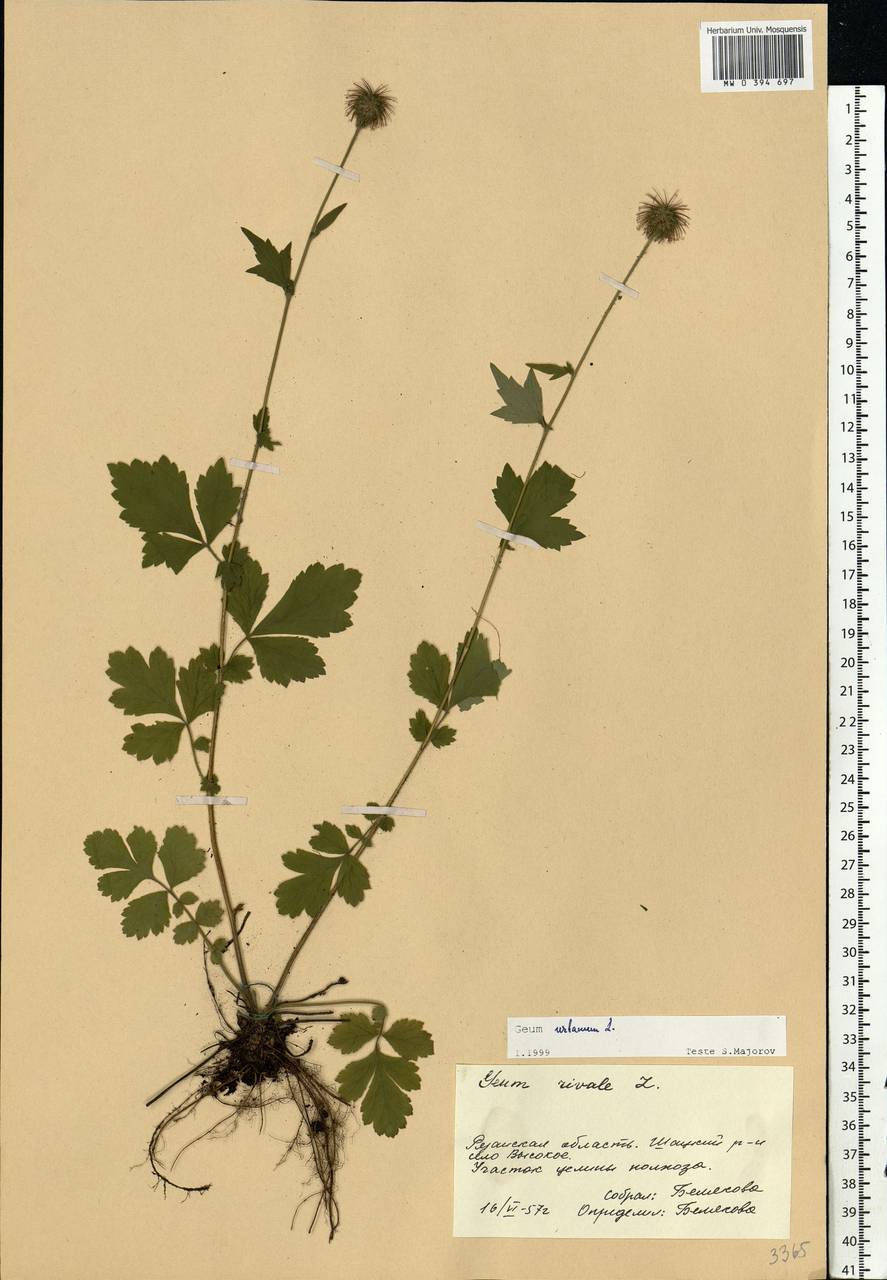 Geum urbanum L., Eastern Europe, Central region (E4) (Russia)