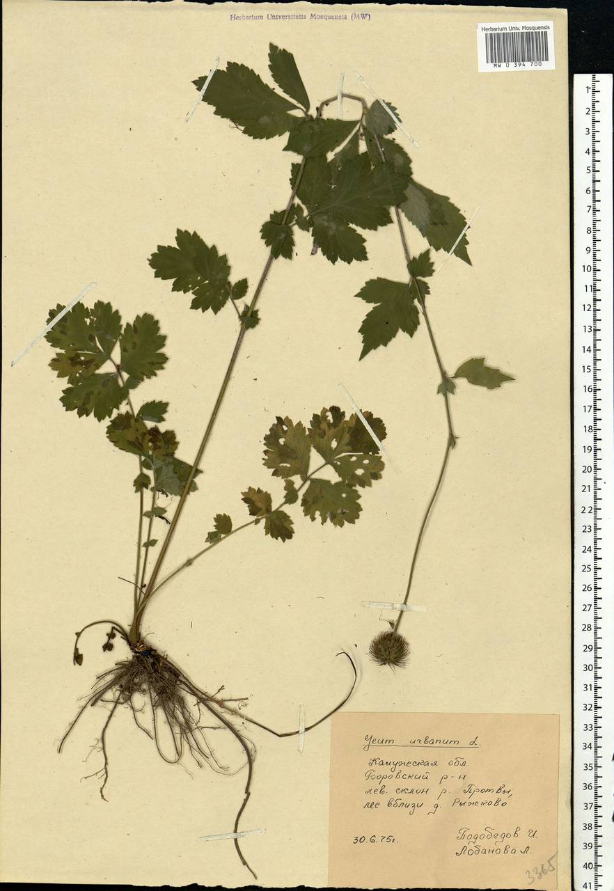 Geum urbanum L., Eastern Europe, Central region (E4) (Russia)