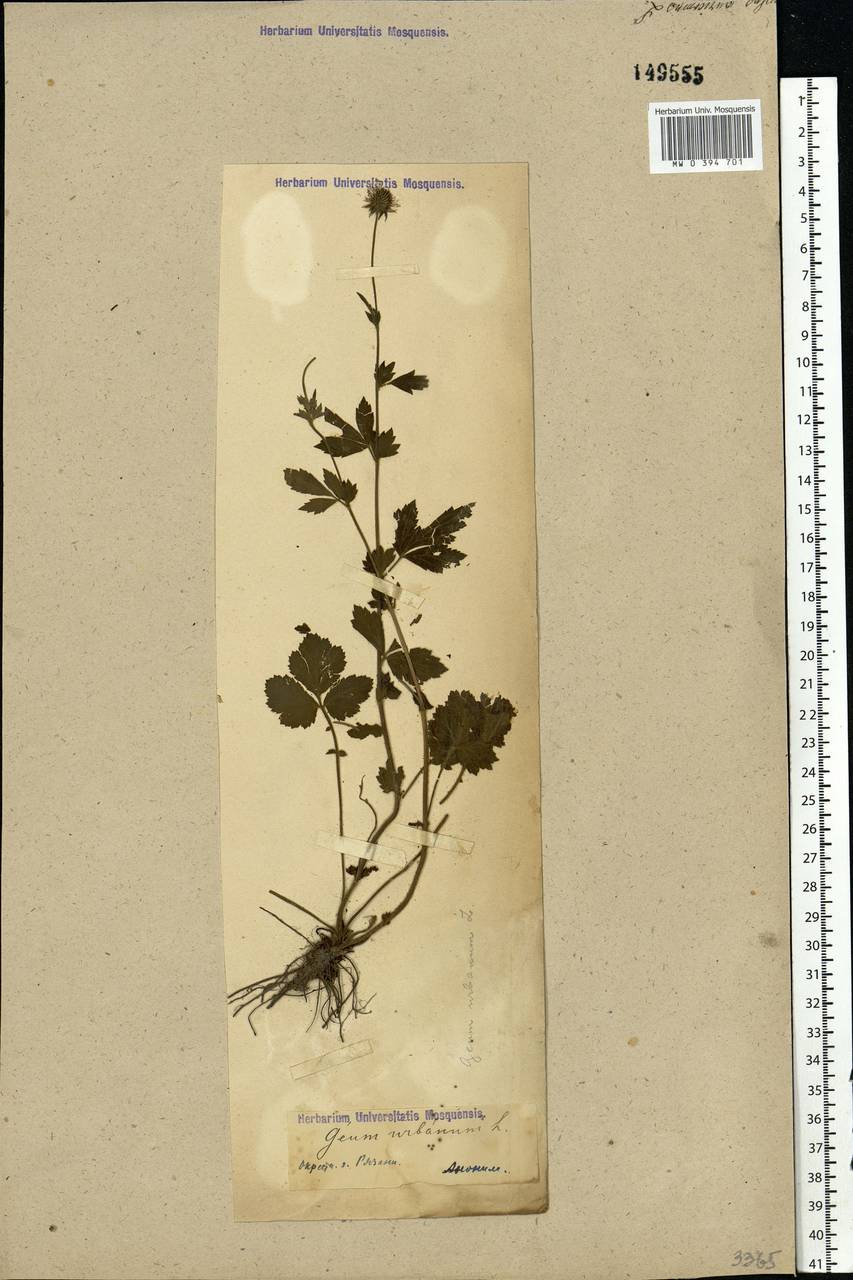 Geum urbanum L., Eastern Europe, Central region (E4) (Russia)