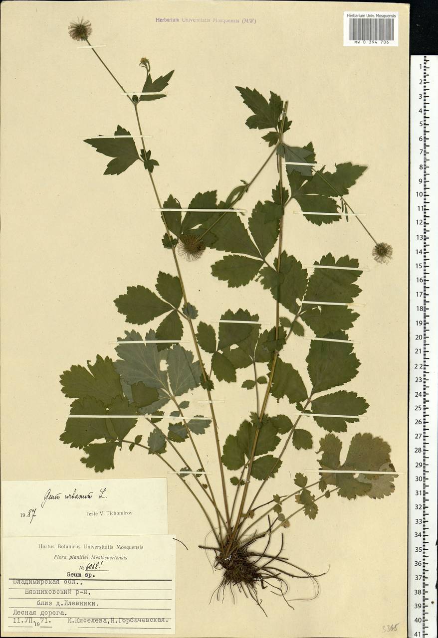 Geum urbanum L., Eastern Europe, Central region (E4) (Russia)