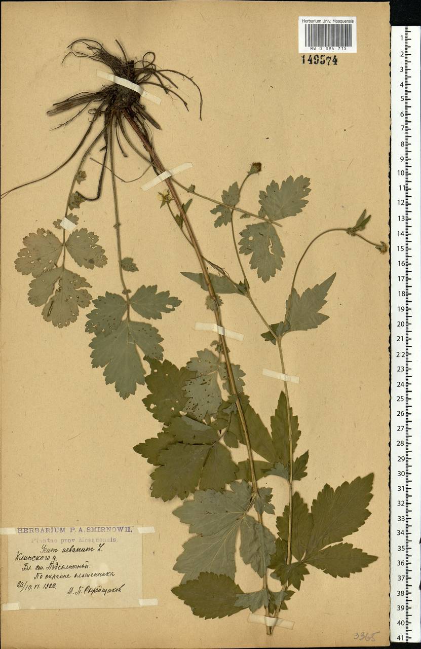 Geum urbanum L., Eastern Europe, Moscow region (E4a) (Russia)