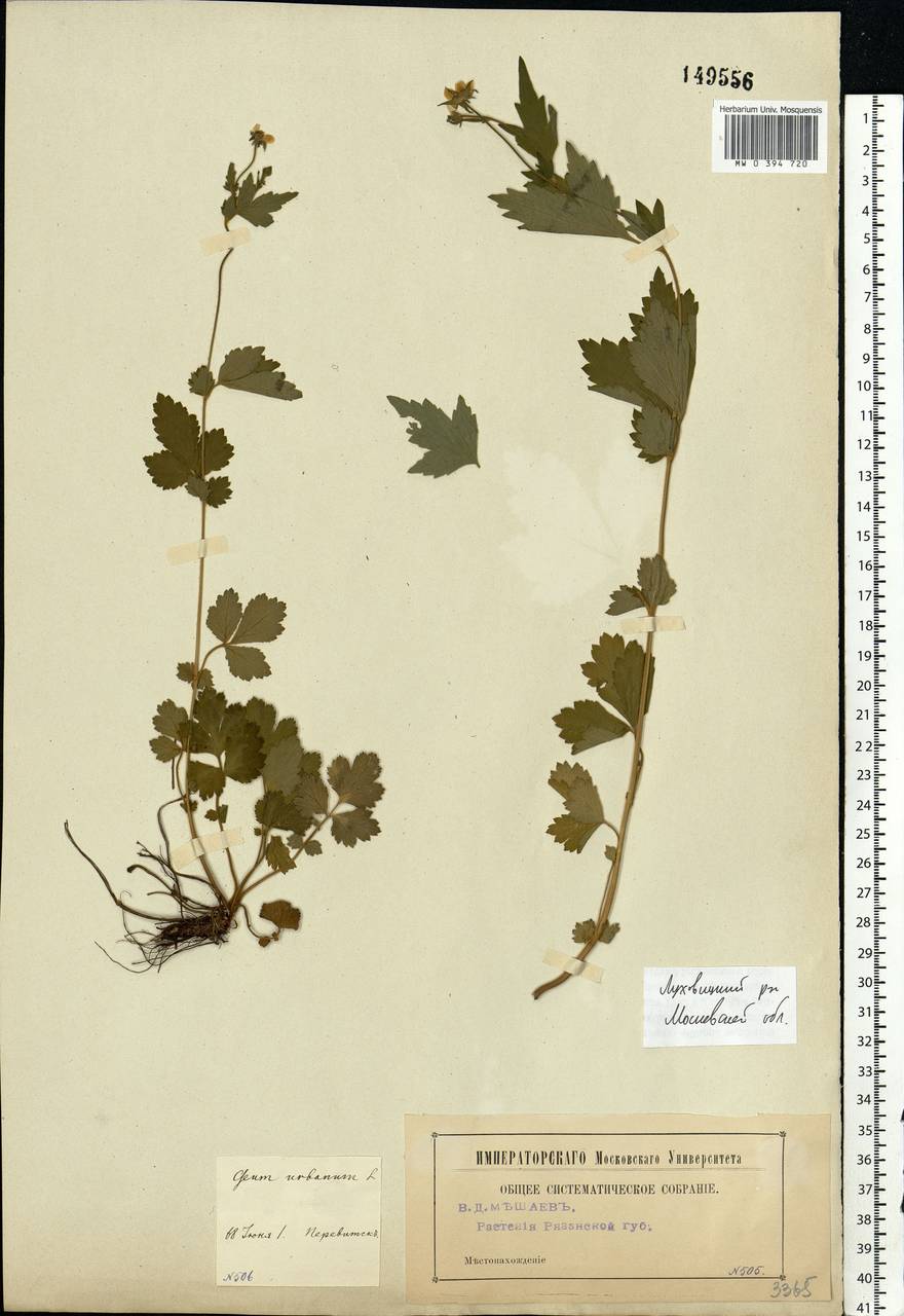 Geum urbanum L., Eastern Europe, Moscow region (E4a) (Russia)