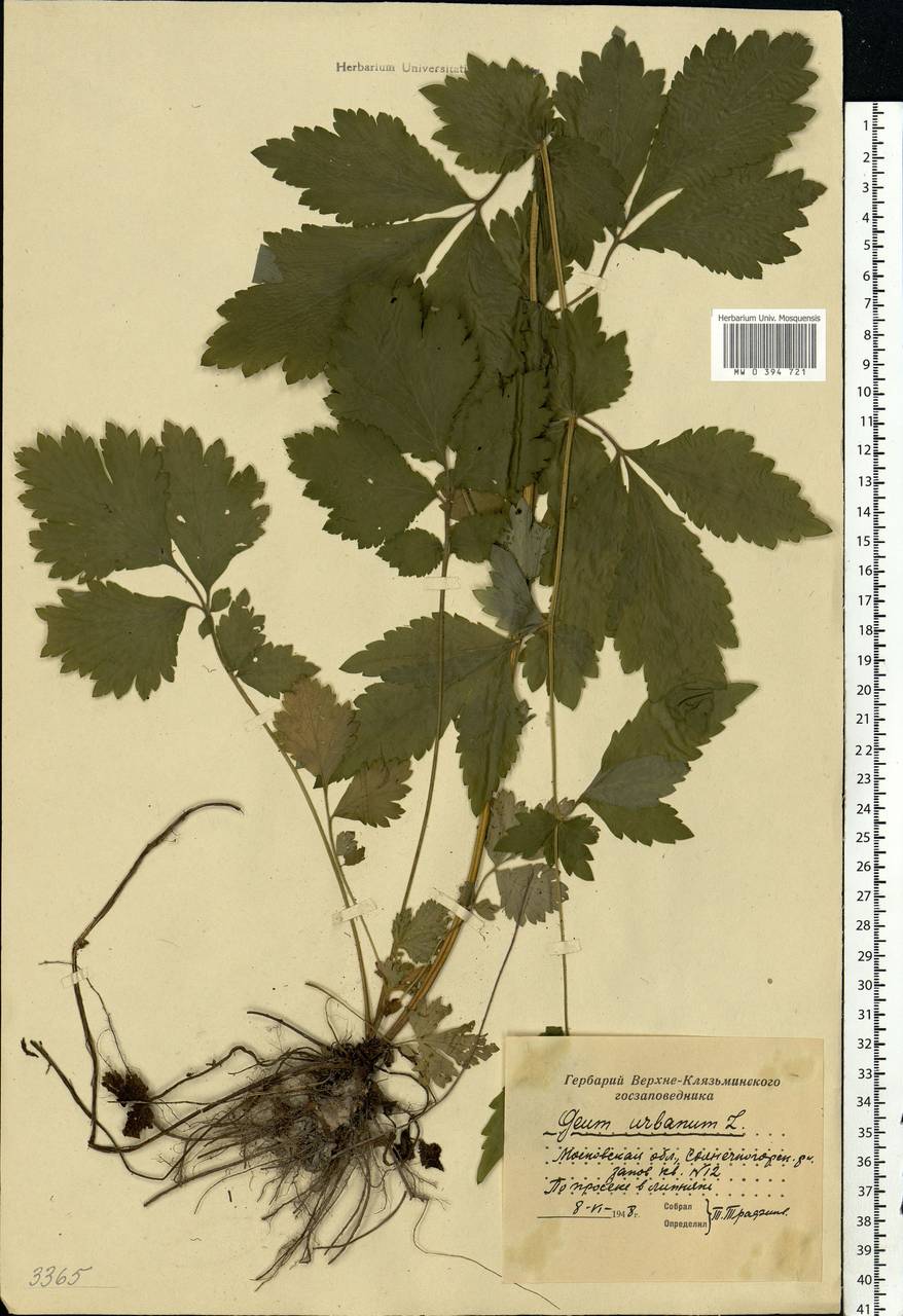 Geum urbanum L., Eastern Europe, Moscow region (E4a) (Russia)