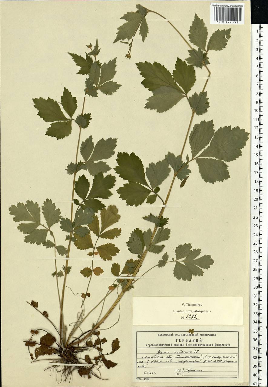 Geum urbanum L., Eastern Europe, Moscow region (E4a) (Russia)