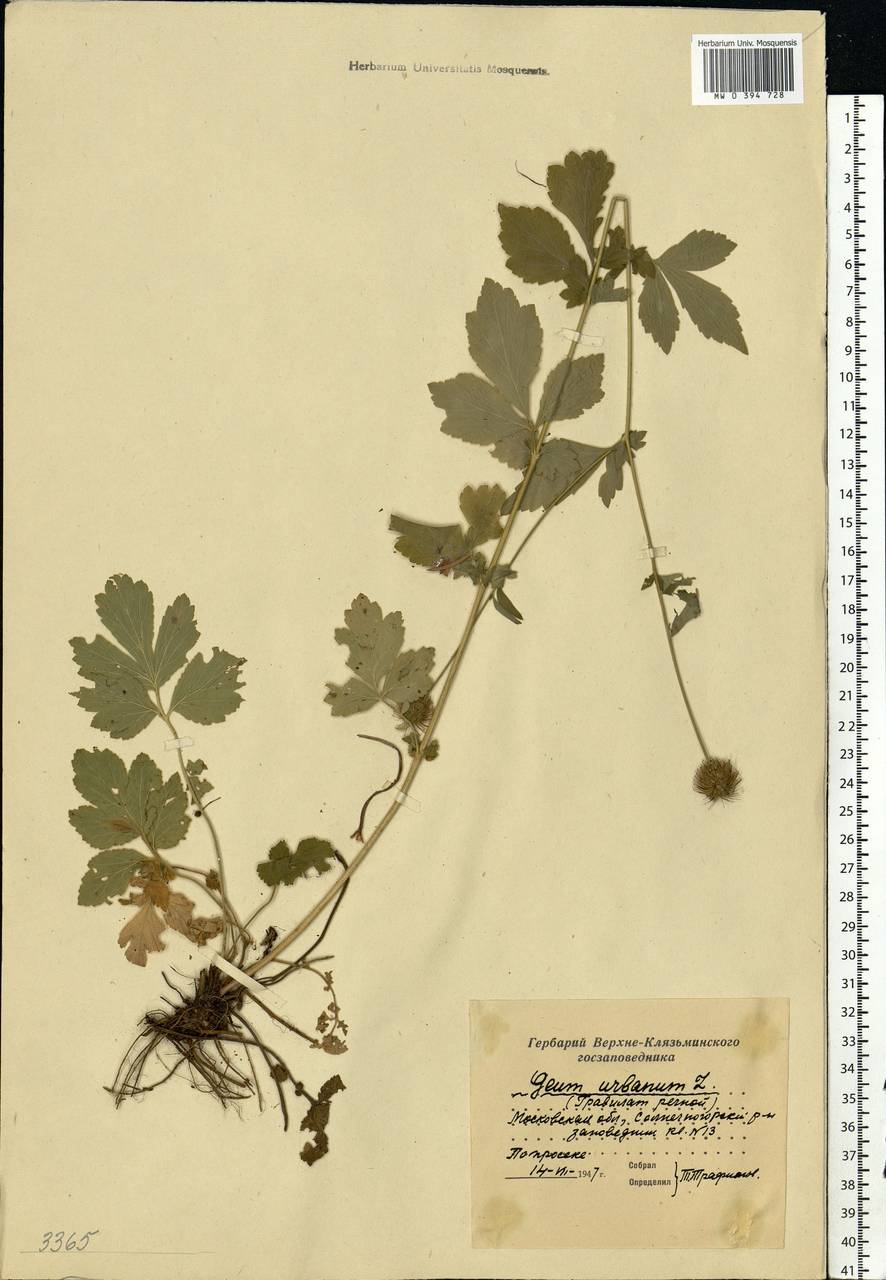 Geum urbanum L., Eastern Europe, Moscow region (E4a) (Russia)