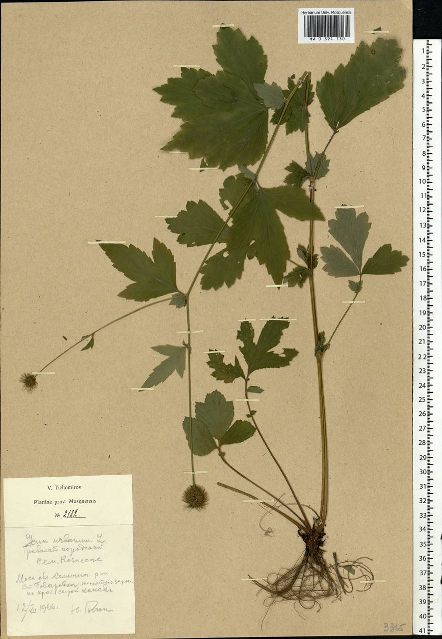 Geum urbanum L., Eastern Europe, Moscow region (E4a) (Russia)