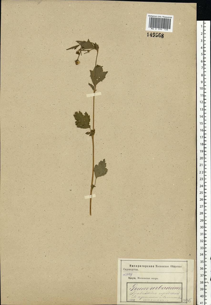 Geum urbanum L., Eastern Europe, Moscow region (E4a) (Russia)
