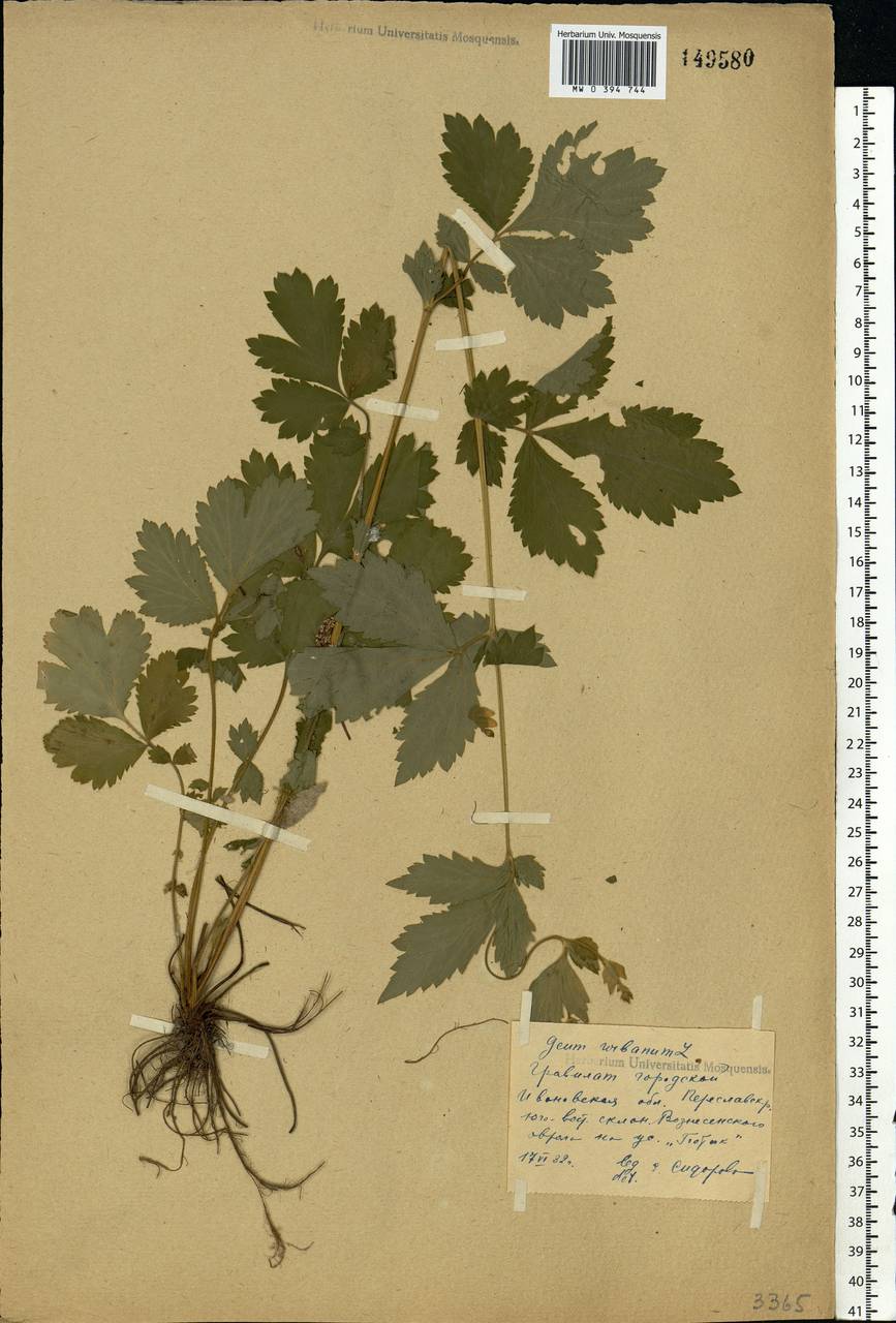 Geum urbanum L., Eastern Europe, Central forest region (E5) (Russia)