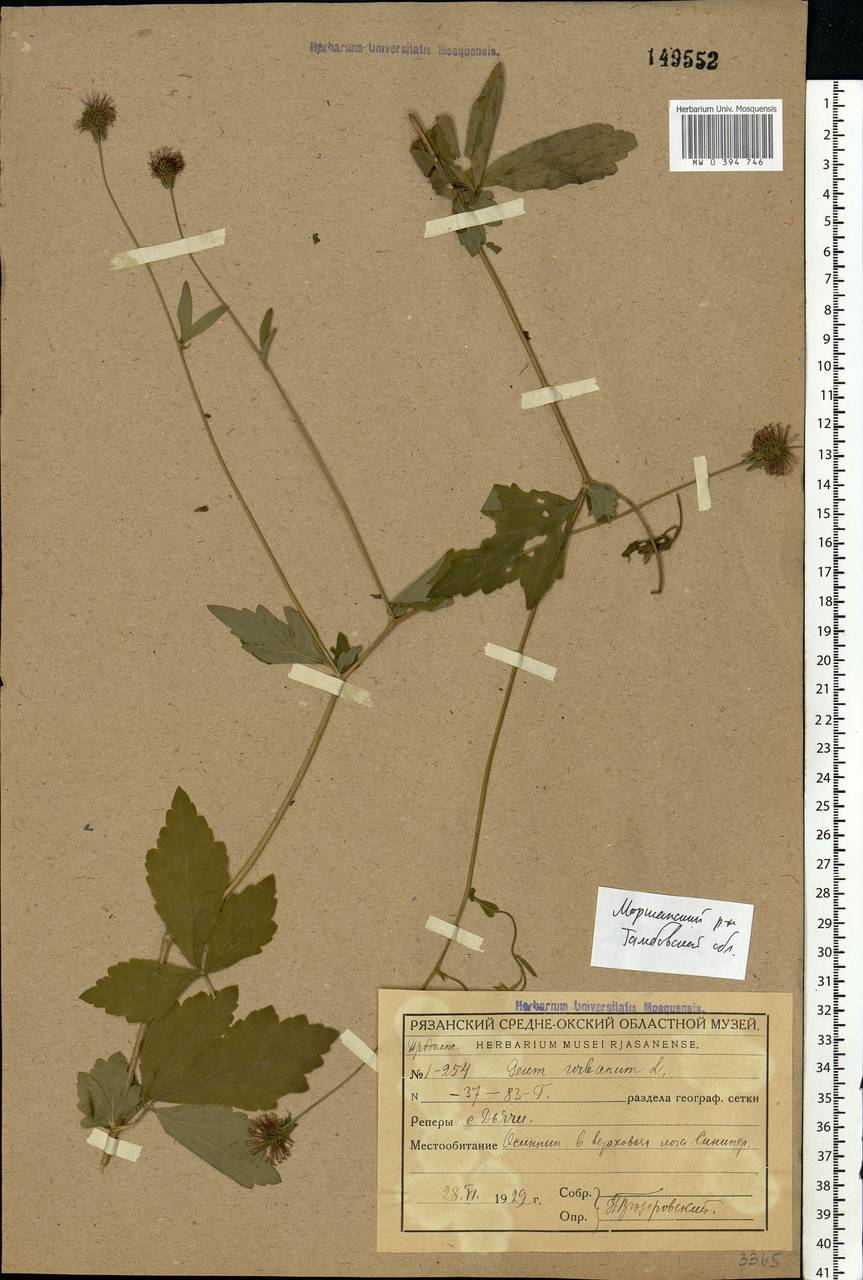 Geum urbanum L., Eastern Europe, Central forest-and-steppe region (E6) (Russia)