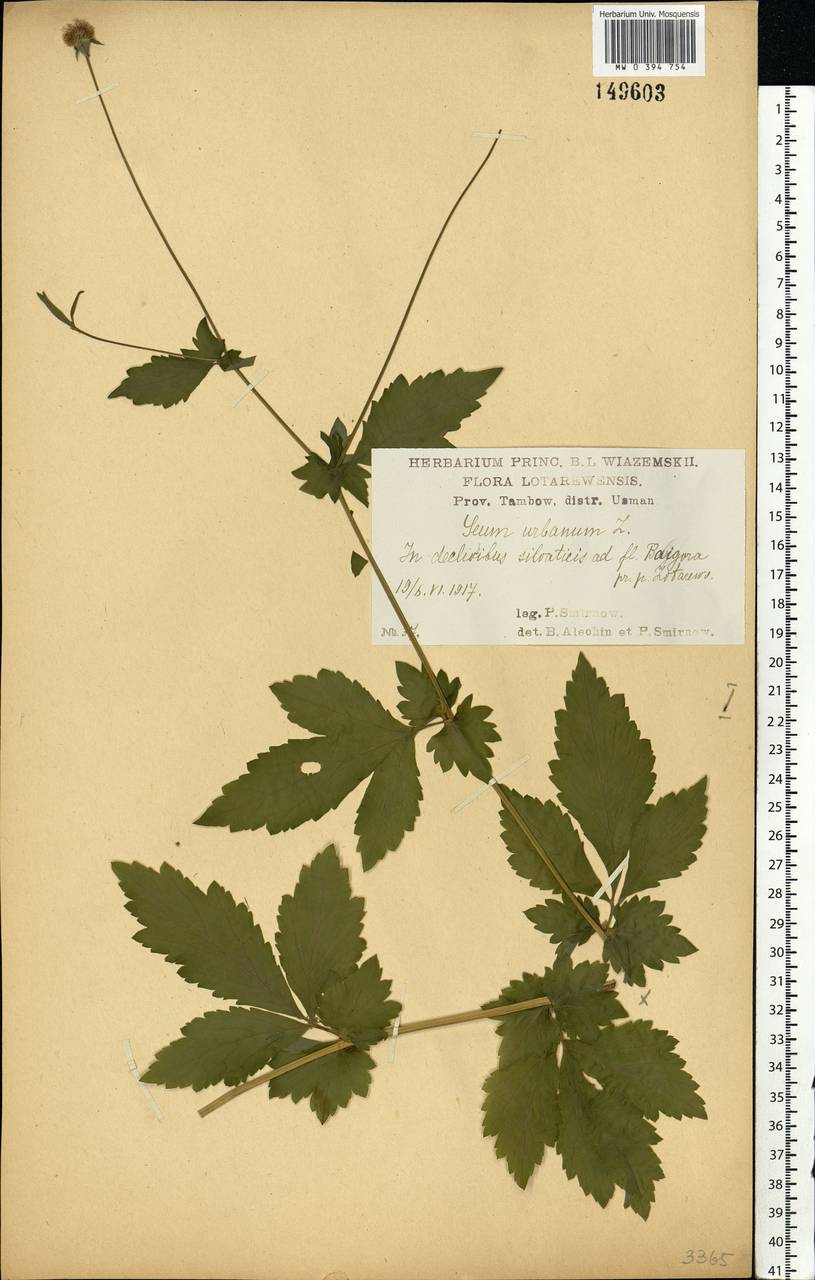 Geum urbanum L., Eastern Europe, Central forest-and-steppe region (E6) (Russia)