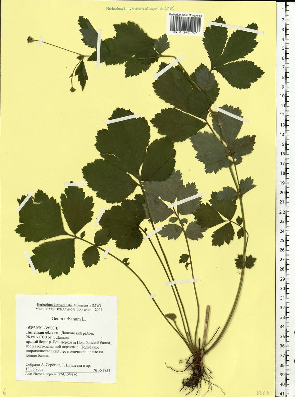 Geum urbanum L., Eastern Europe, Central forest-and-steppe region (E6) (Russia)
