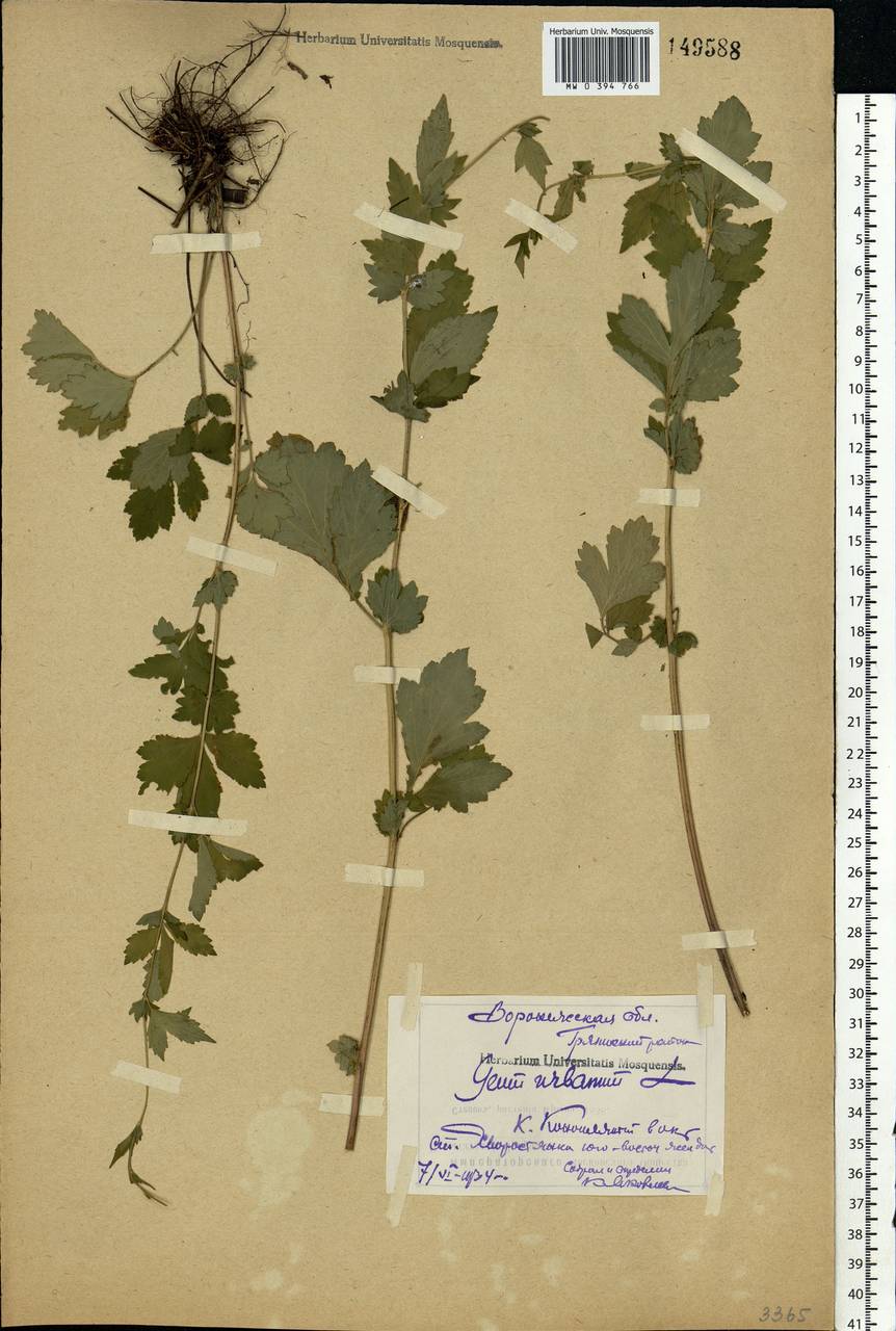 Geum urbanum L., Eastern Europe, Central forest-and-steppe region (E6) (Russia)
