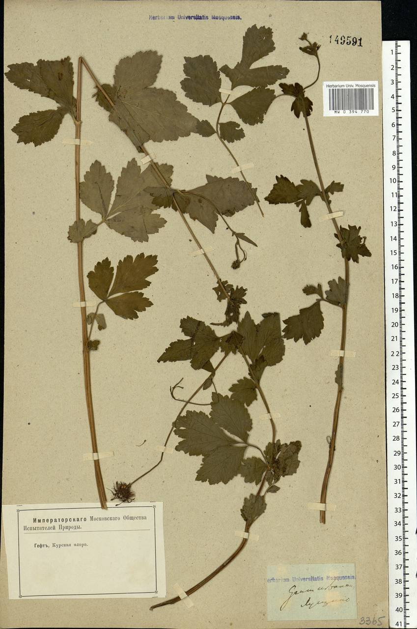 Geum urbanum L., Eastern Europe, Central forest-and-steppe region (E6) (Russia)