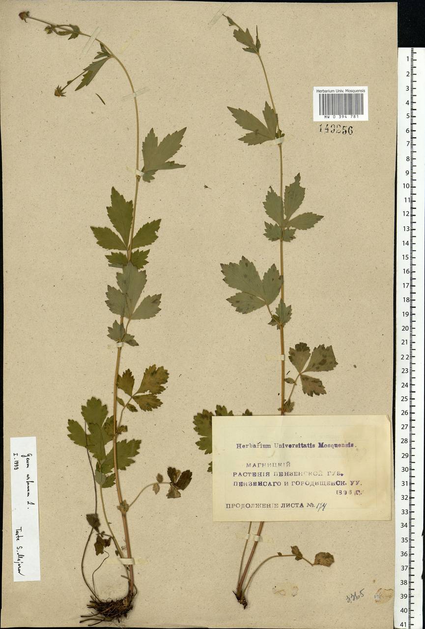 Geum urbanum L., Eastern Europe, Middle Volga region (E8) (Russia)