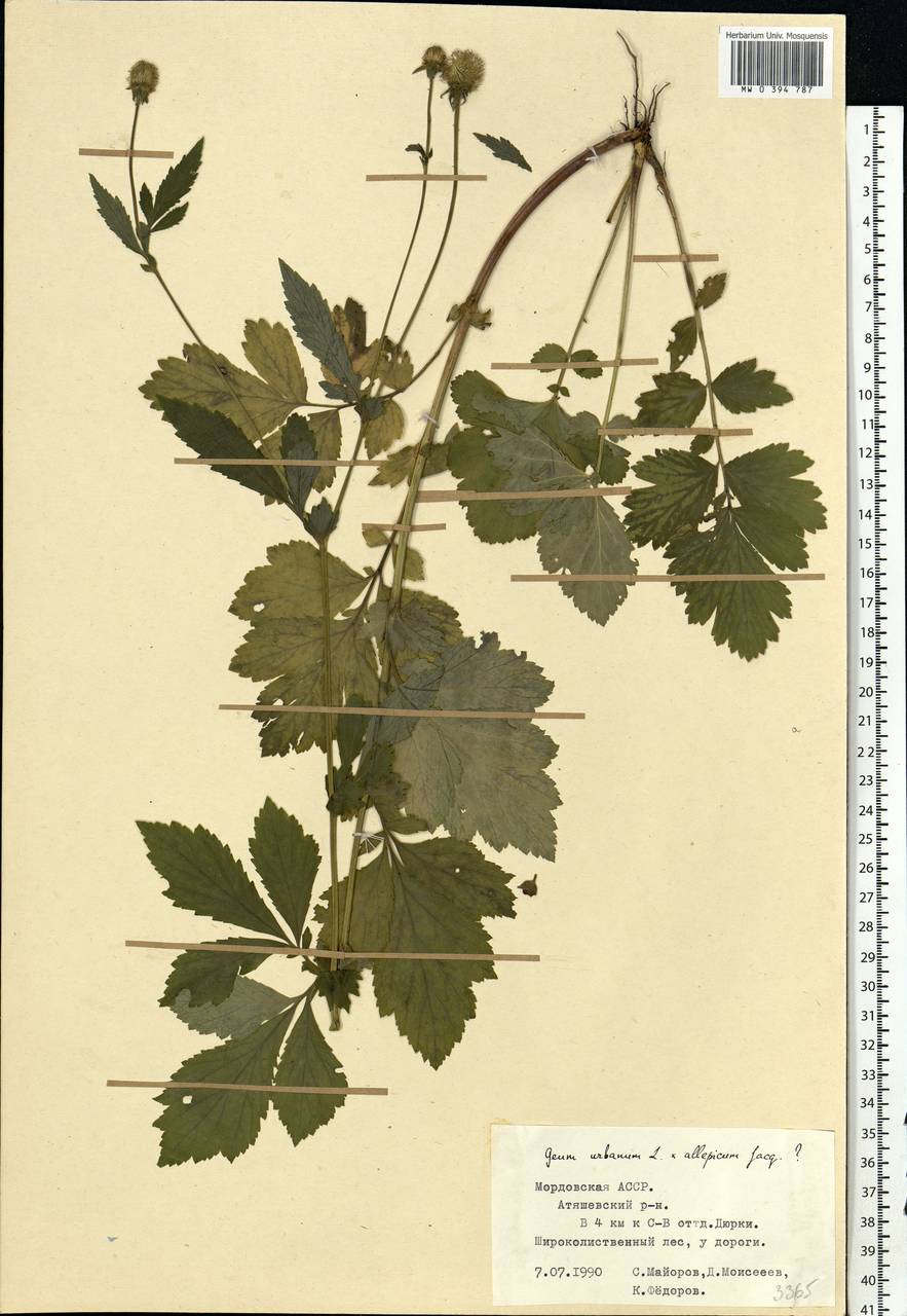 Geum urbanum L., Eastern Europe, Middle Volga region (E8) (Russia)