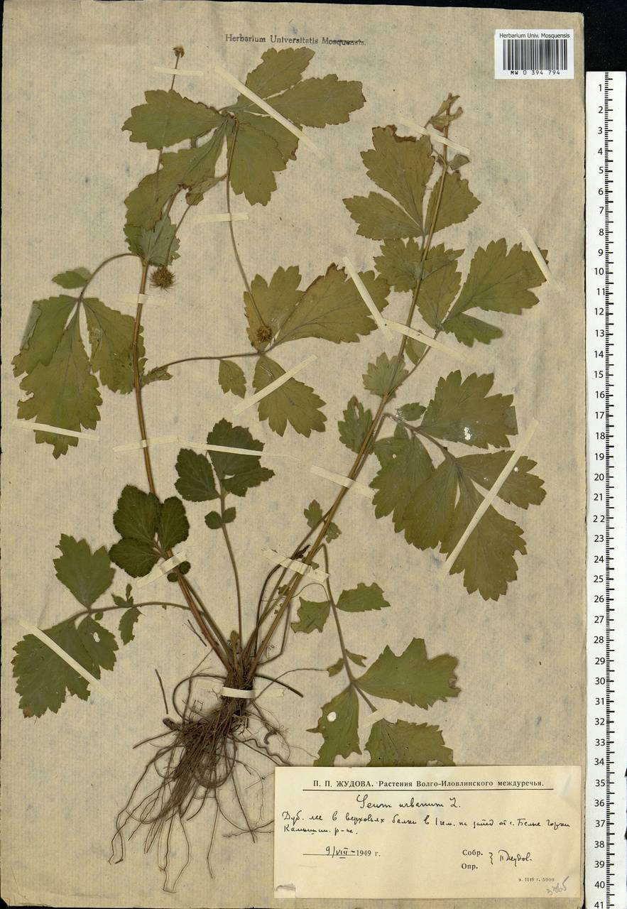 Geum urbanum L., Eastern Europe, Lower Volga region (E9) (Russia)
