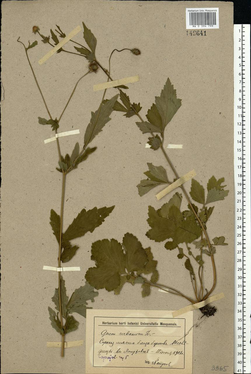 Geum urbanum L., Eastern Europe, Lower Volga region (E9) (Russia)