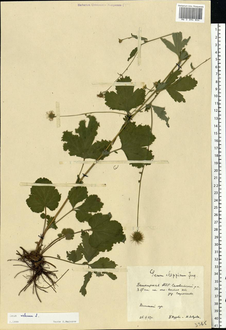 Geum urbanum L., Eastern Europe, Eastern region (E10) (Russia)
