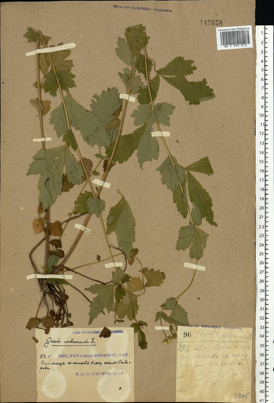 Geum urbanum L., Eastern Europe, South Ukrainian region (E12) (Ukraine)