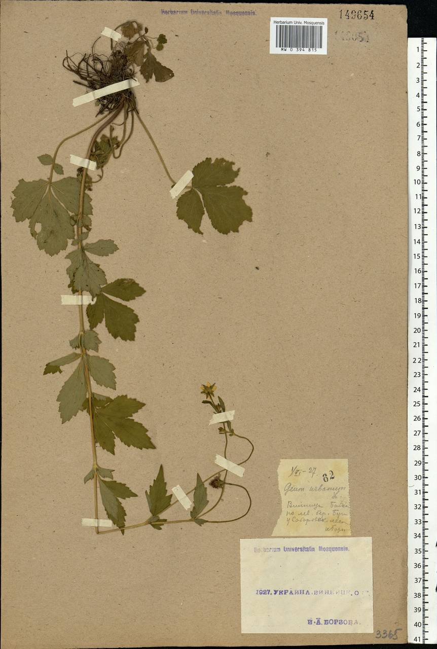 Geum urbanum L., Eastern Europe, South Ukrainian region (E12) (Ukraine)