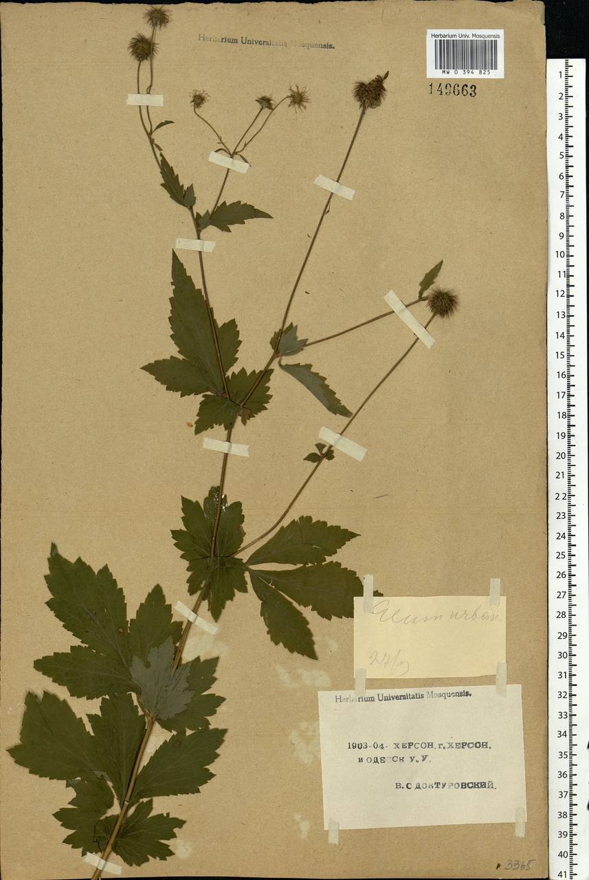 Geum urbanum L., Eastern Europe, South Ukrainian region (E12) (Ukraine)