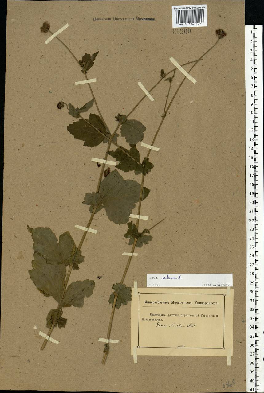 Geum urbanum L., Eastern Europe, Rostov Oblast (E12a) (Russia)