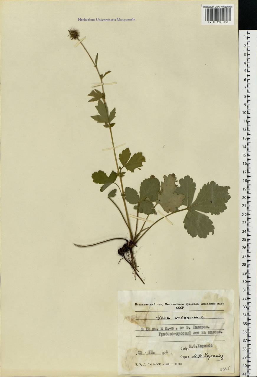 Geum urbanum L., Eastern Europe, Moldova (E13a) (Moldova)