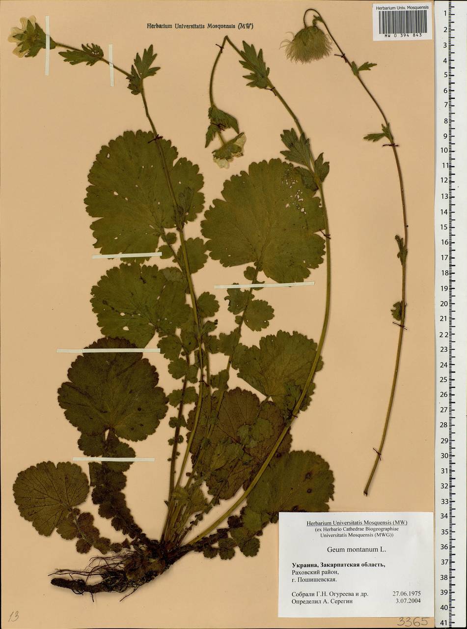 Geum montanum L., Eastern Europe, West Ukrainian region (E13) (Ukraine)