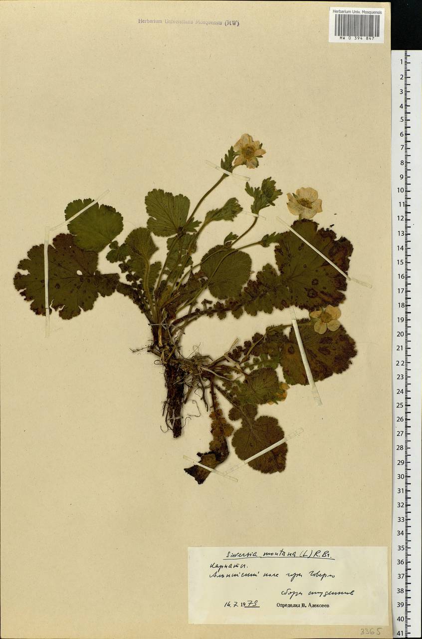 Geum montanum L., Eastern Europe, West Ukrainian region (E13) (Ukraine)