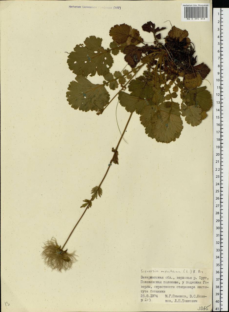 Geum montanum L., Eastern Europe, West Ukrainian region (E13) (Ukraine)