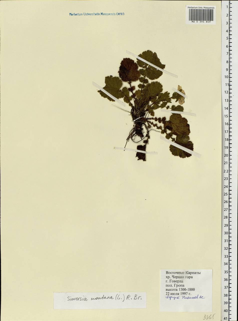 Geum montanum L., Eastern Europe, West Ukrainian region (E13) (Ukraine)